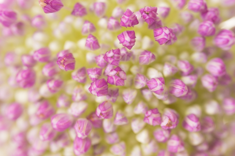 タムロンのマクロレンズで表現する 花のポートレート写真に挑戦 Phat Photo
