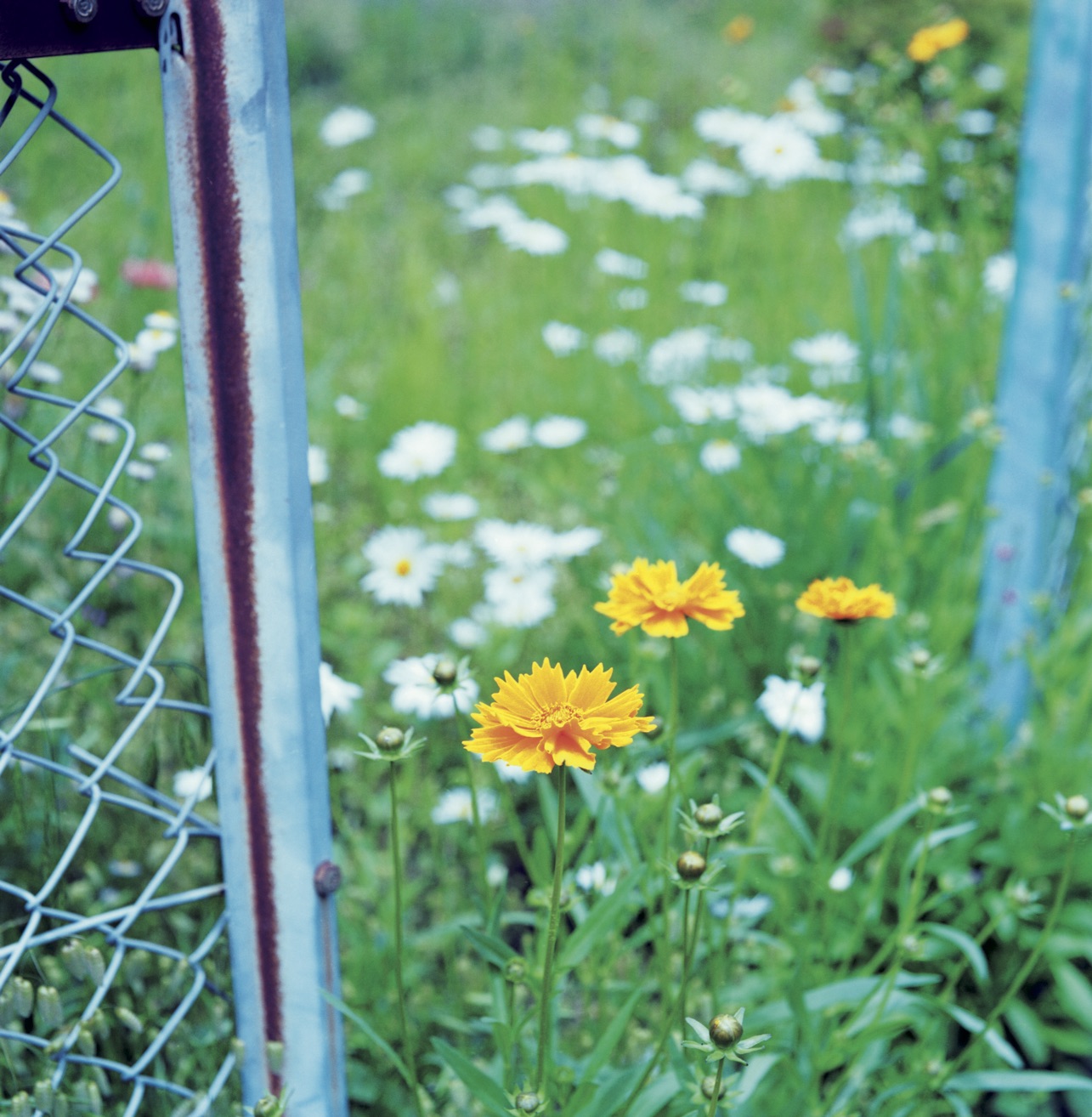 花撮影の基本 おすすめレンズと構図のポイント Phat Photo