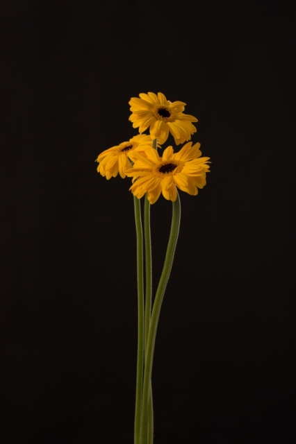 タムロンのマクロレンズで表現する 花のポートレート写真に挑戦 Phat Photo